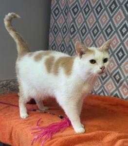 Bribon, ADOPTABLE, Adult Male Domestic Short Hair.