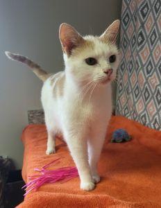 Enlarge Bribon, a ADOPTABLE Domestic Short Hair in Bucyrus, OH image 2/3