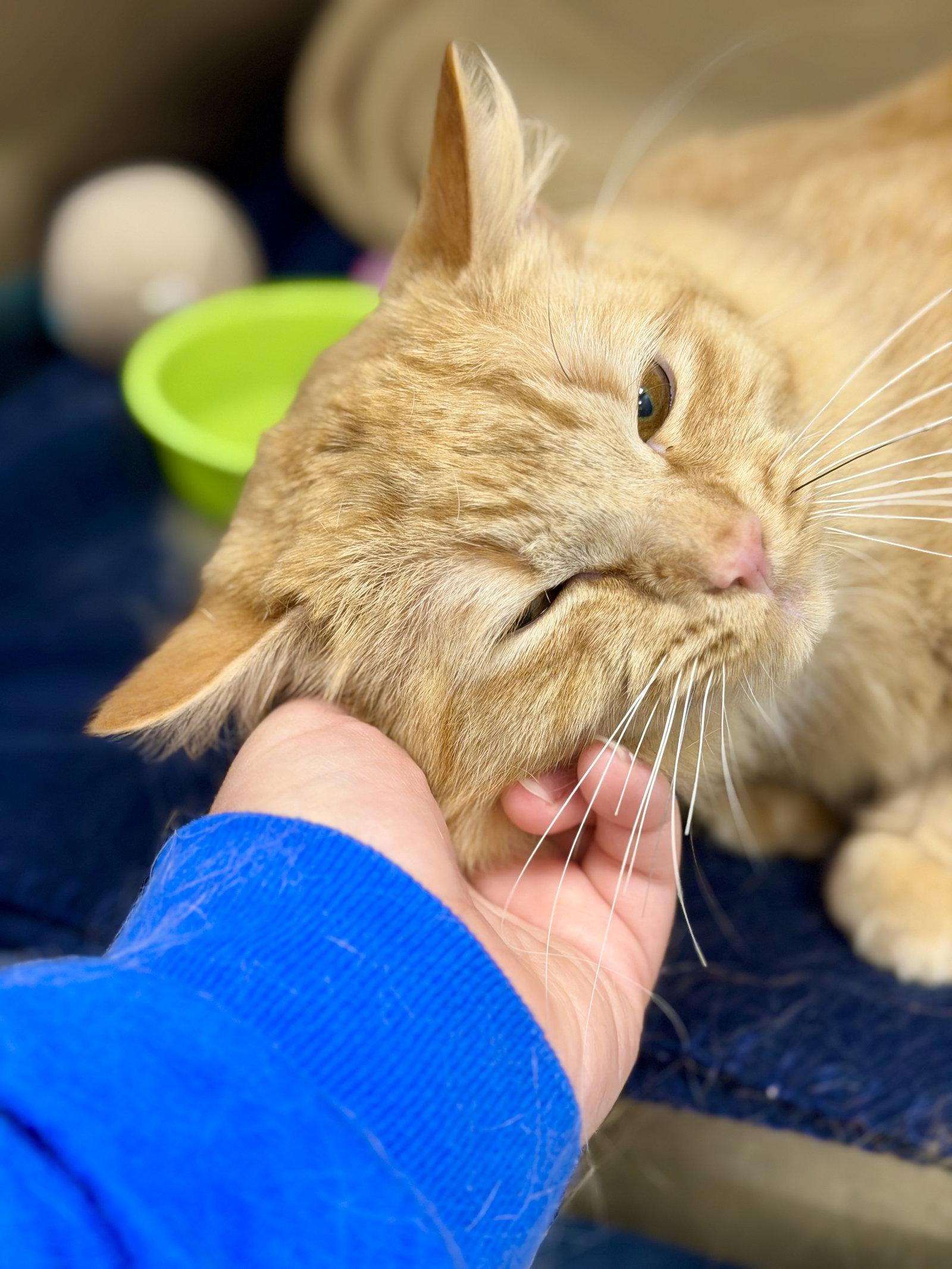 Sparky, a Adoptable Domestic Long Hair in West Cornwall, CT image 1/3