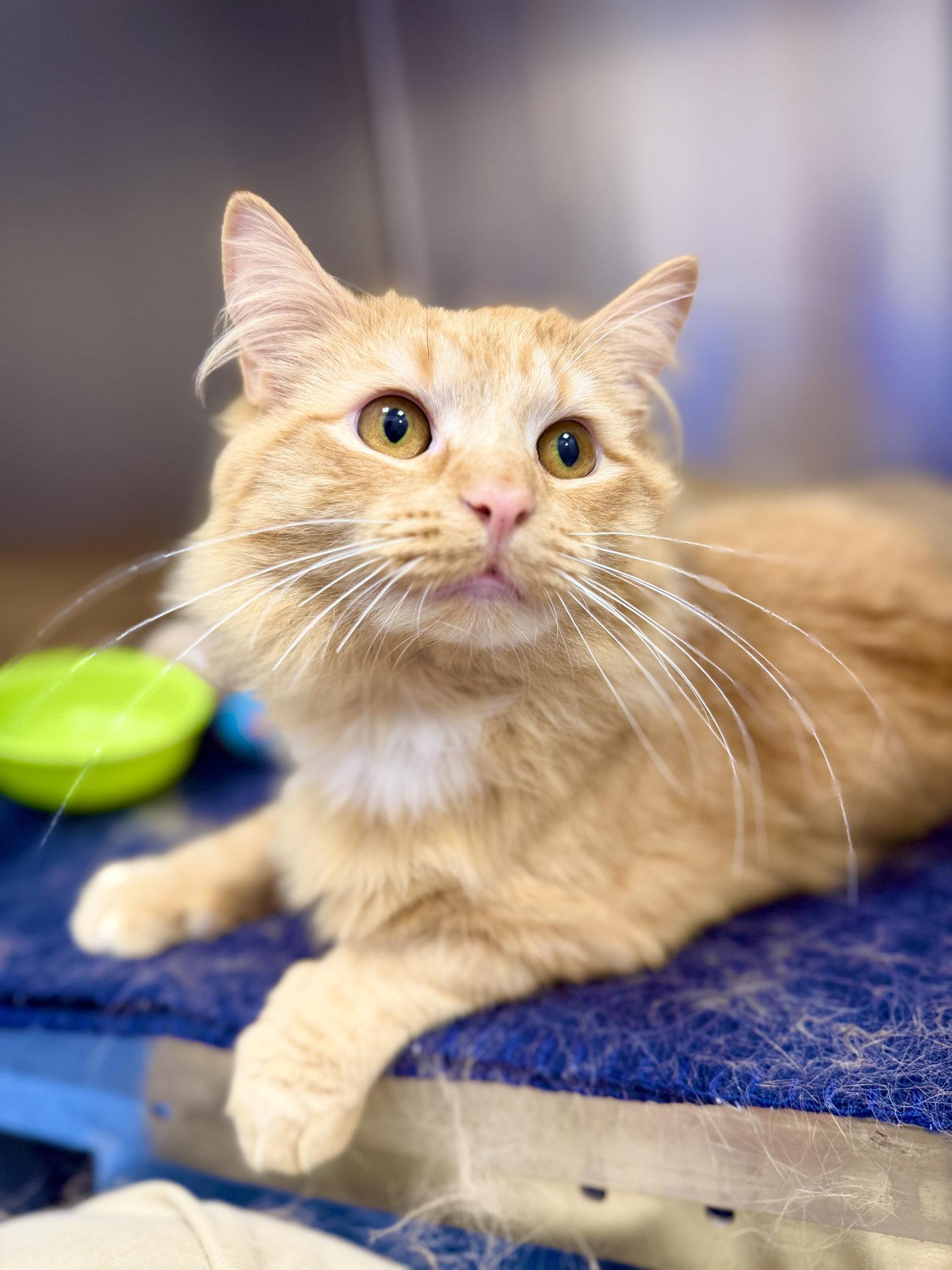 Sparky, a Adoptable Domestic Long Hair in West Cornwall, CT image 2/3
