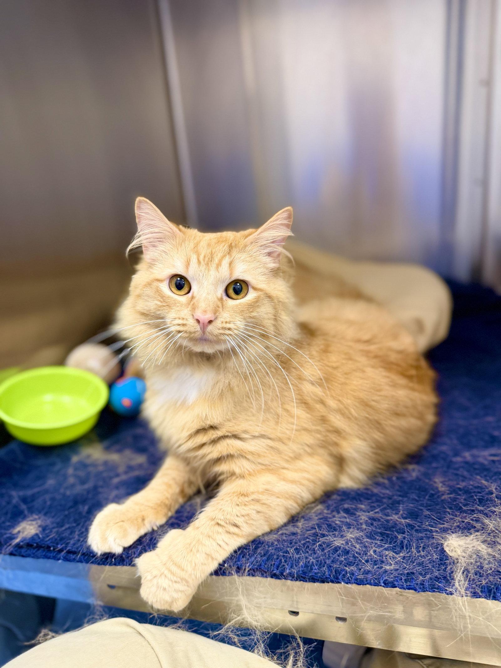 Sparky, a Adoptable Domestic Long Hair in West Cornwall, CT image 3/3