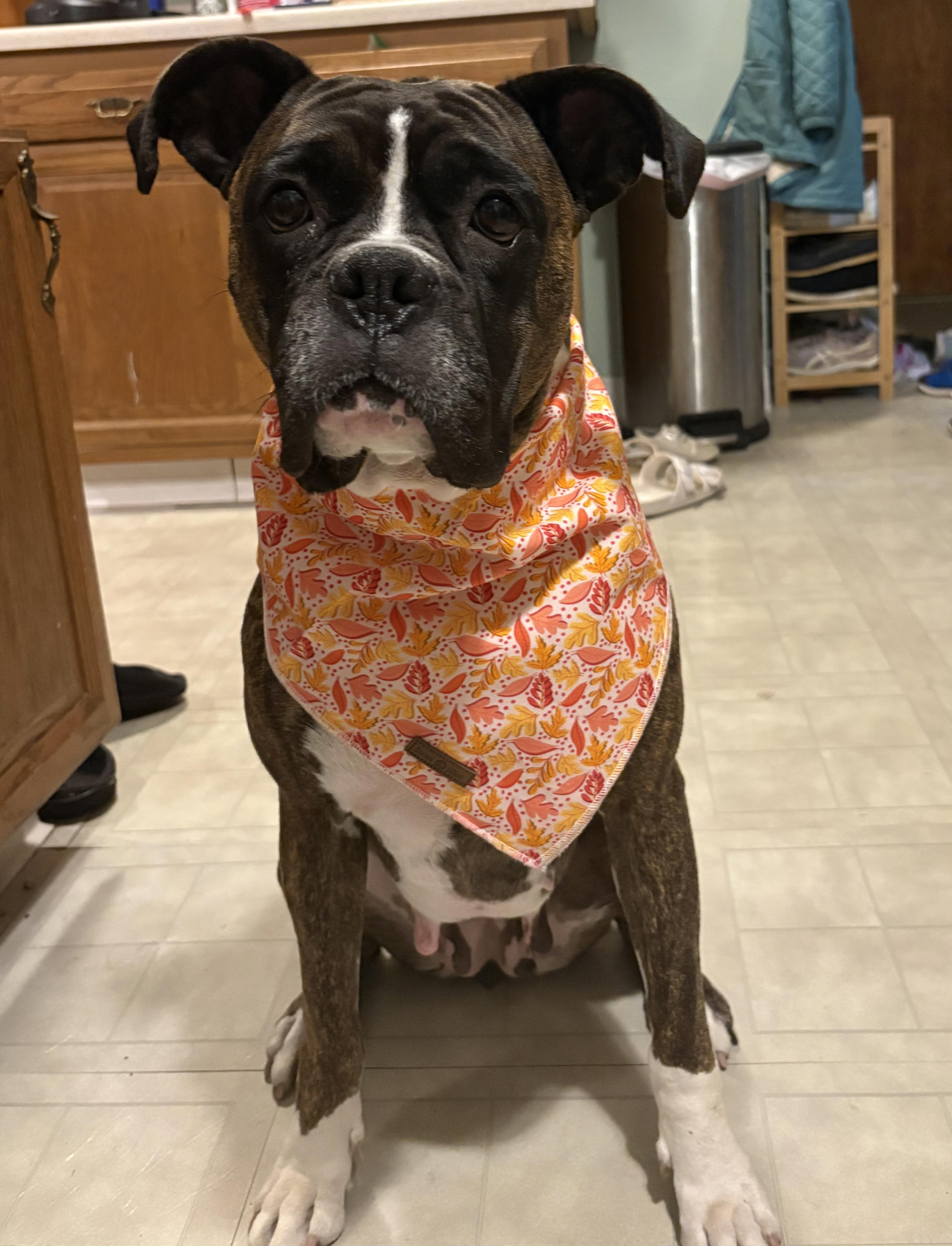 Enlarge Daphne, a ADOPTABLE Boxer in Rochester, NY image 3/3