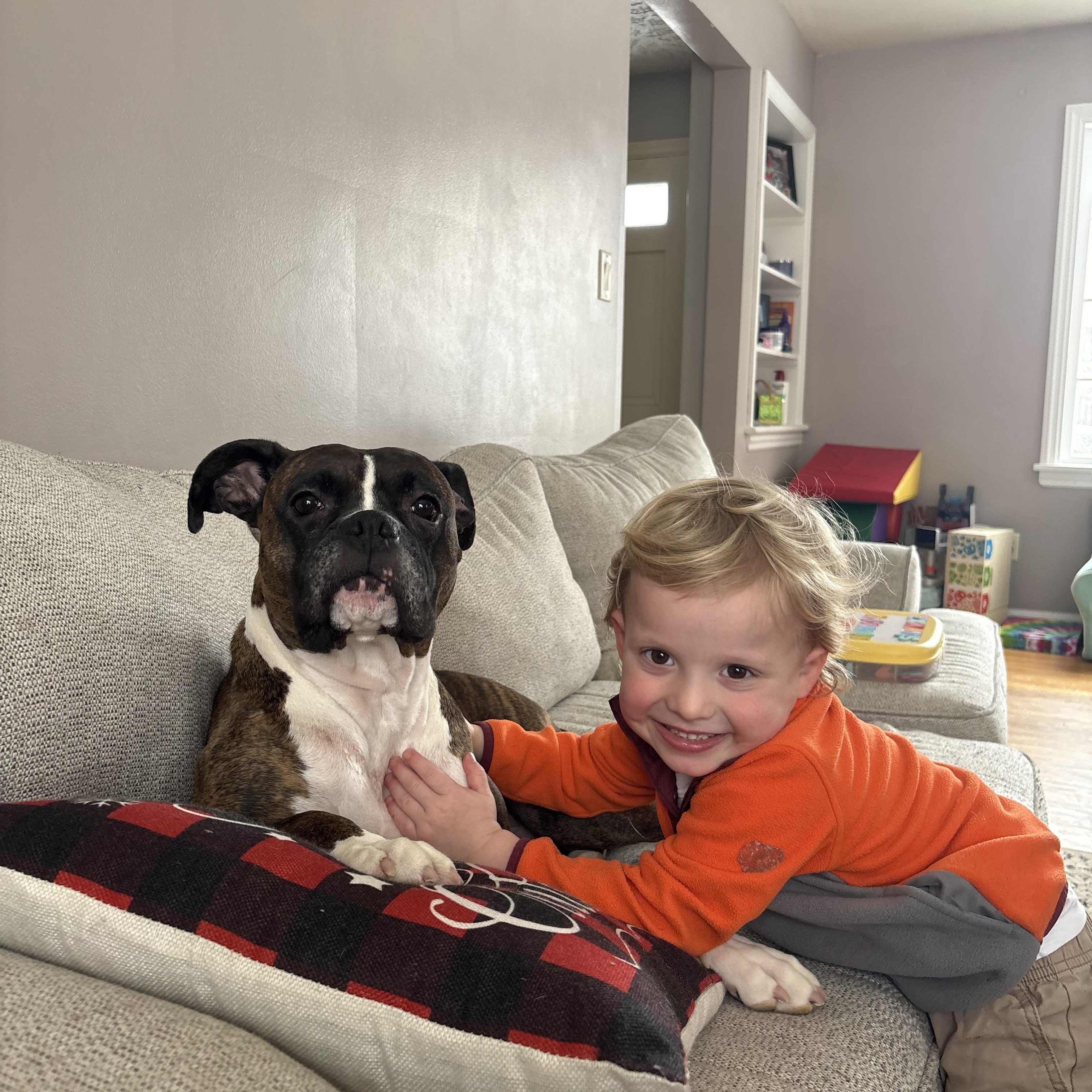 Daphne, ADOPTABLE, Adult Female Boxer.