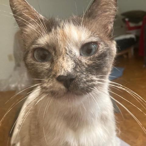 Bella, Adoptable, Adult Female Domestic Short Hair.