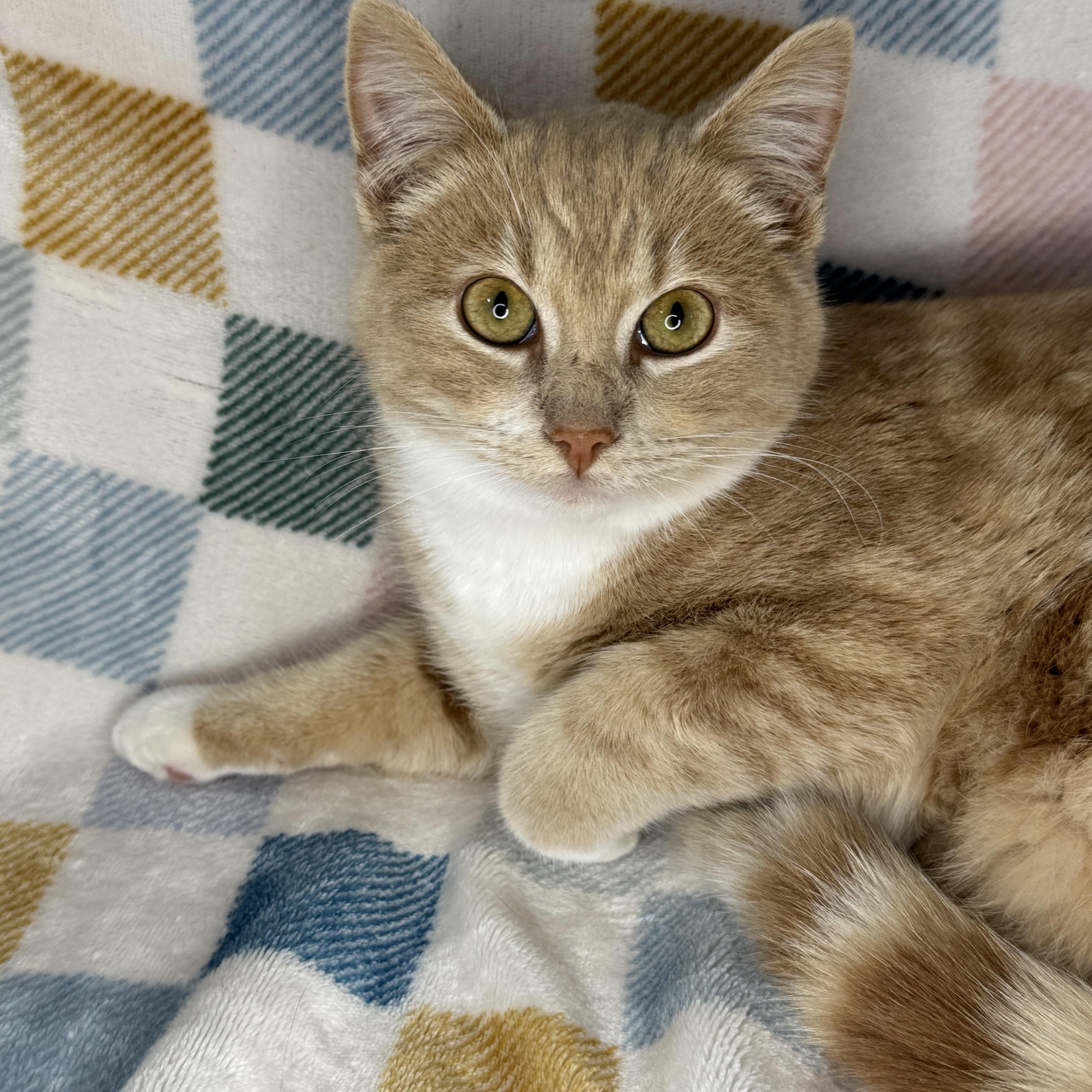 Enlarge Cinnamon Roll, a Adoptable mixed breed in Mount Vernon, IL image 5/6