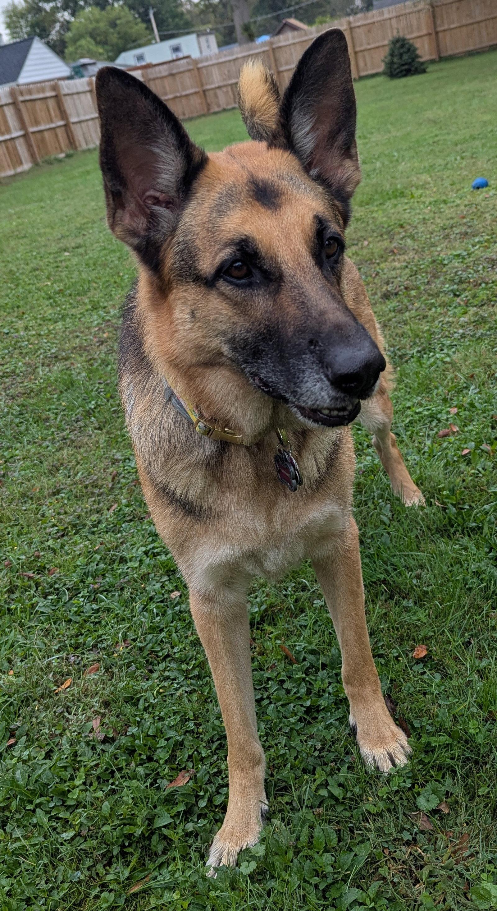 Enlarge Kelila, a Adopted Shepherd in Harrisburg, PA image 1/1
