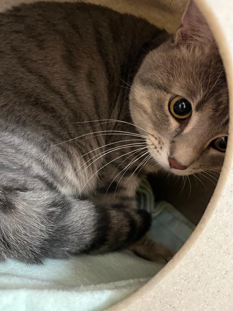 Ring Tail, Adoptable, Young Male Domestic Short Hair.