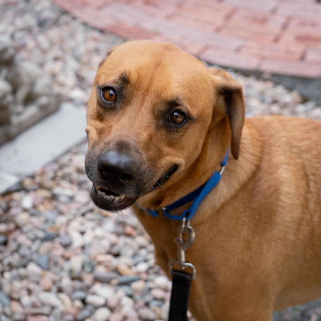 Cowboy, Adoptable, Adult Male Mountain Cur & Mixed Breed.