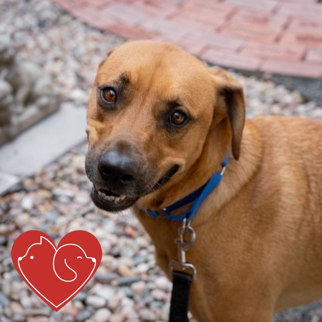 Cowboy, Adoptable, Adult Male Mountain Cur & Mixed Breed.
