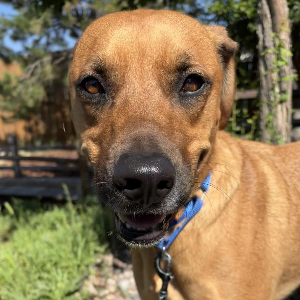 Cowboy, a Adoptable mixed breed in Cheyenne, WY image 2/6