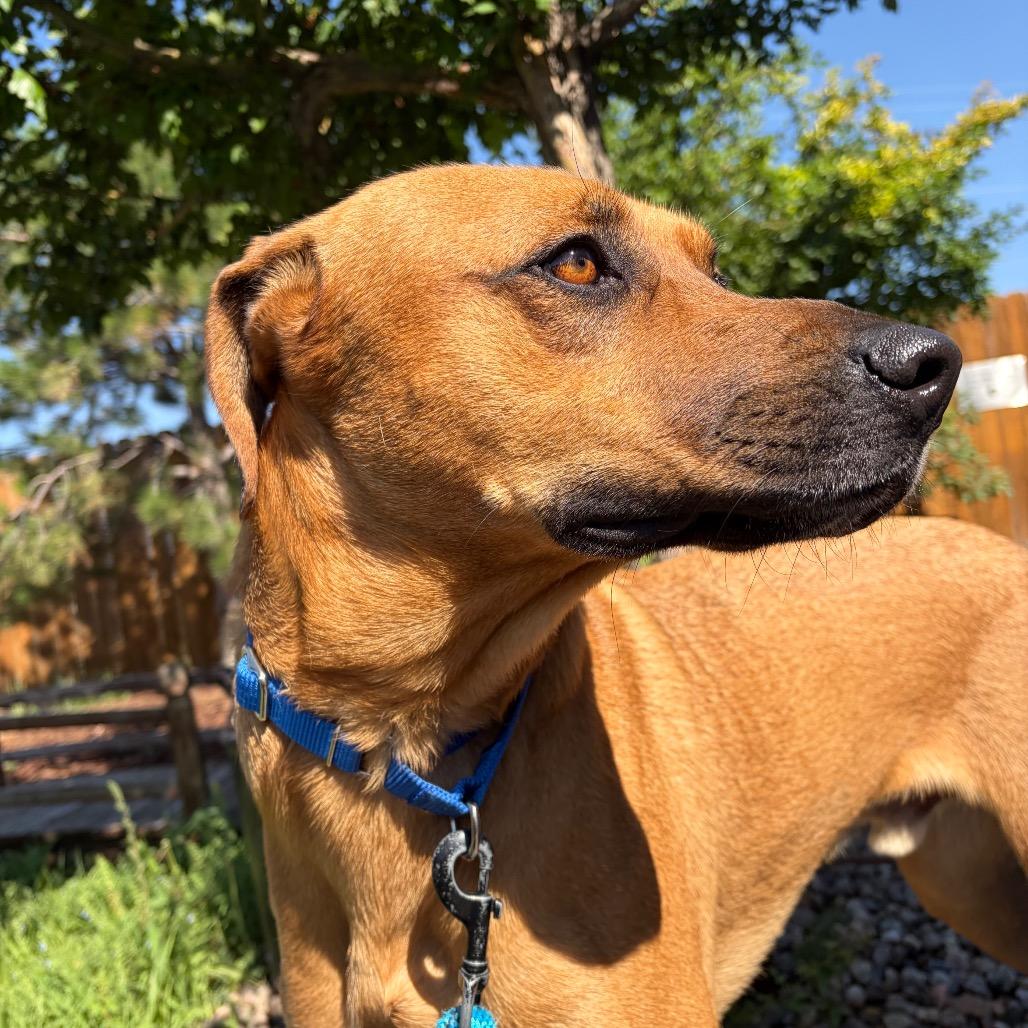 Cowboy, a Adoptable mixed breed in Cheyenne, WY image 3/6