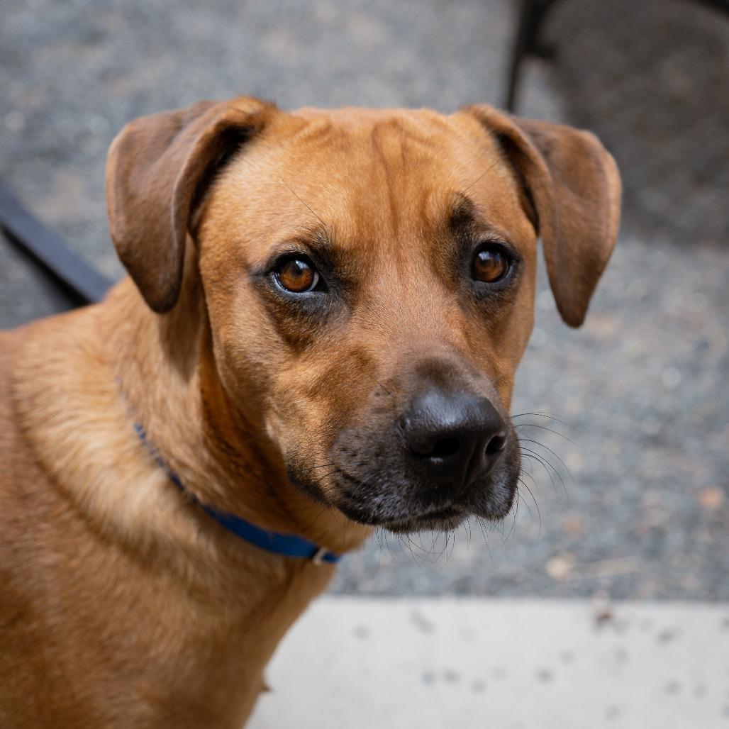 Cowboy, a Adoptable mixed breed in Cheyenne, WY image 4/6