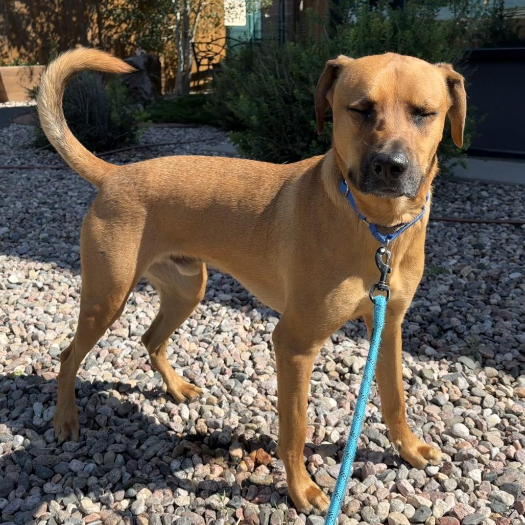 Cowboy, a Adoptable mixed breed in Cheyenne, WY image 5/6