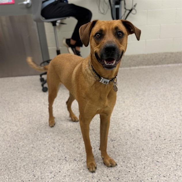 Cowboy, a Adoptable mixed breed in Cheyenne, WY image 6/6
