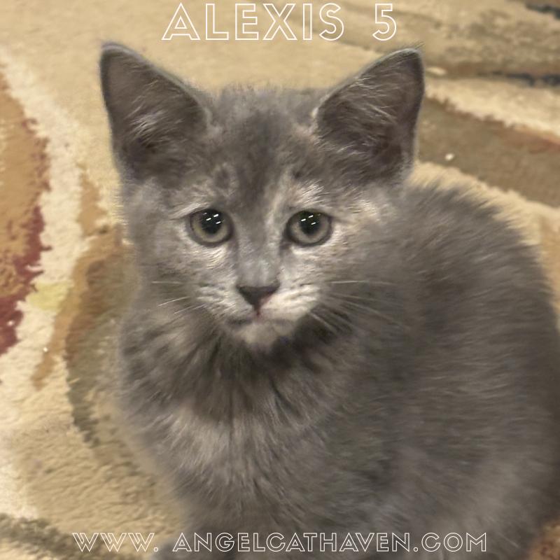 Alexis 5, Adoptable, Kitten Female Domestic Short Hair.