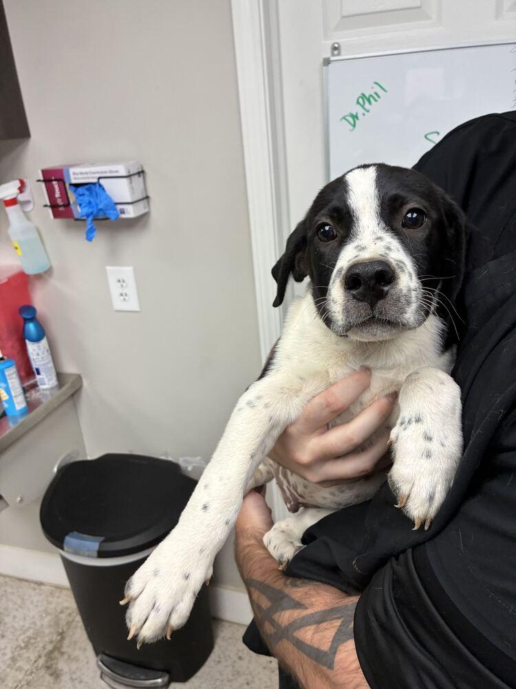 Provolone, Adoptable, Puppy Male Terrier.