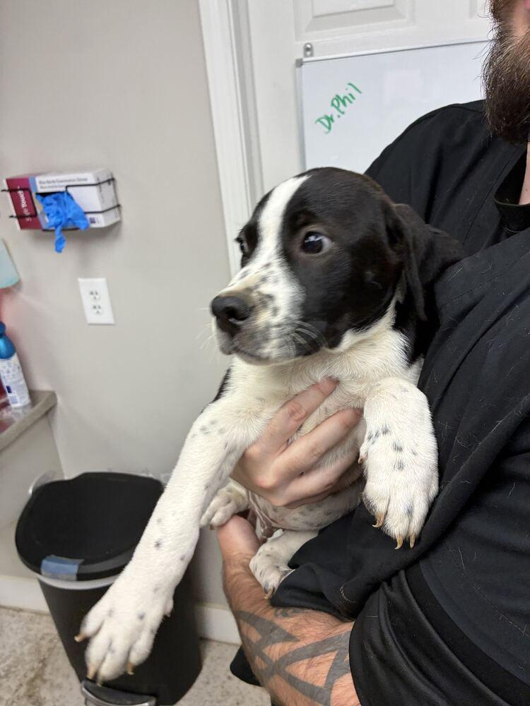 Enlarge Provolone, a Adoptable Terrier in Marietta, GA image 2/2