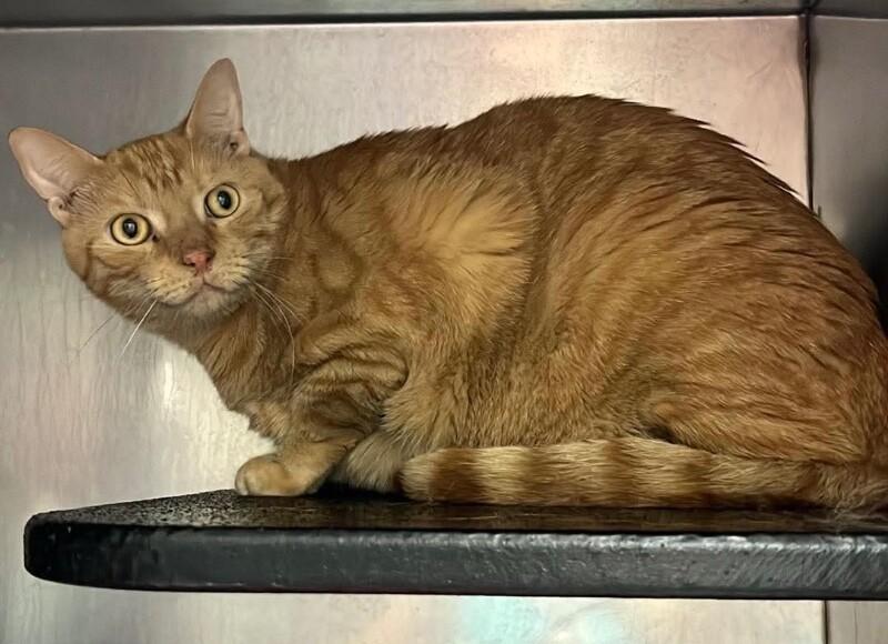 Julius, Adoptable, Adult Male Domestic Short Hair.