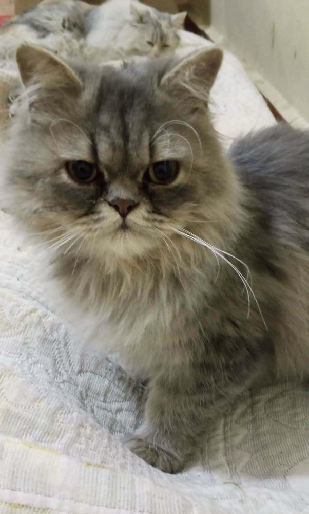 Enlarge Matter, a Adoptable Persian in WOLCOTT, CT image 1/6