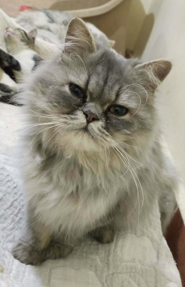 Enlarge Matter, a Adoptable Persian in WOLCOTT, CT image 2/6