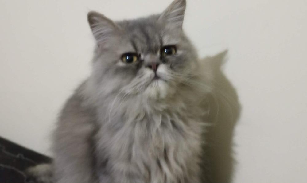 Enlarge Matter, a Adoptable Persian in WOLCOTT, CT image 3/6