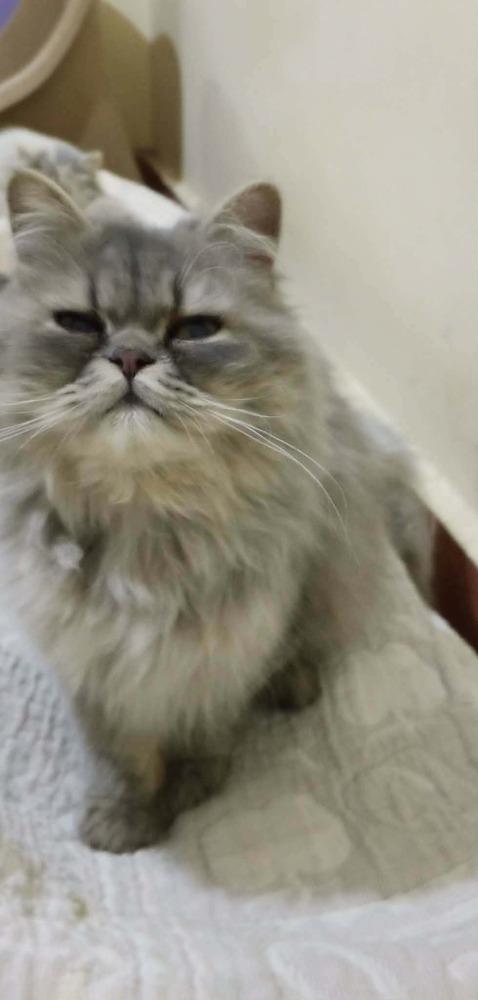 Enlarge Matter, a Adoptable Persian in WOLCOTT, CT image 4/6