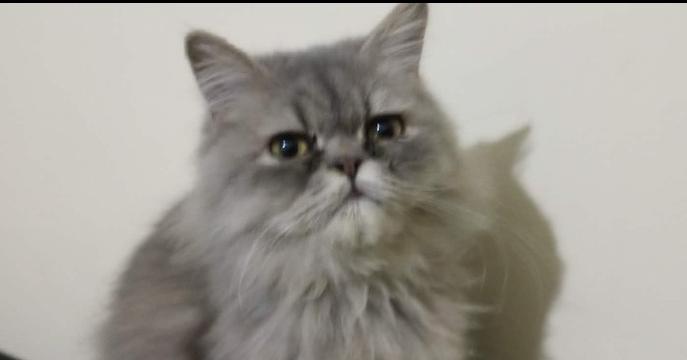 Enlarge Matter, a Adoptable Persian in WOLCOTT, CT image 5/6