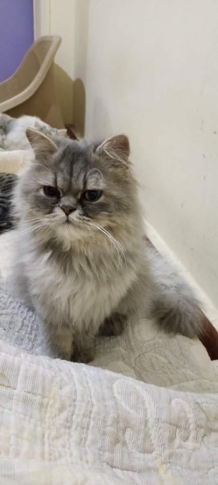 Enlarge Matter, a Adoptable Persian in WOLCOTT, CT image 6/6