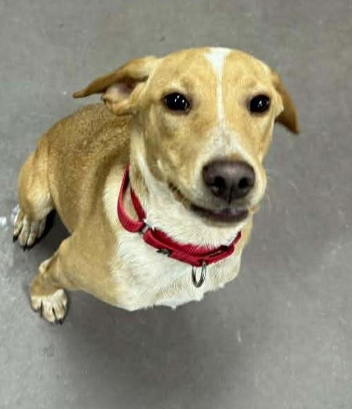 Enlarge Bowser, a ADOPTABLE Mixed Breed in Springfield, VT image 4/5