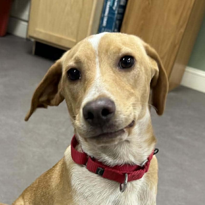 Enlarge Bowser, a ADOPTABLE Mixed Breed in Springfield, VT image 1/5