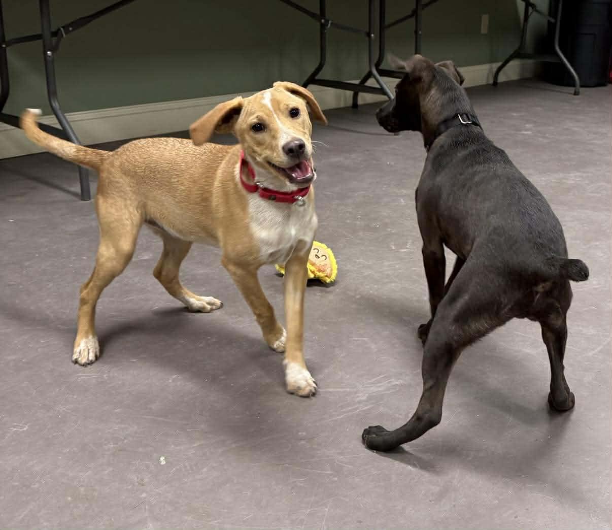 Enlarge Bowser, a ADOPTABLE Mixed Breed in Springfield, VT image 5/5