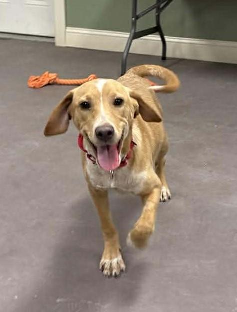 Enlarge Bowser, a ADOPTABLE Mixed Breed in Springfield, VT image 3/5