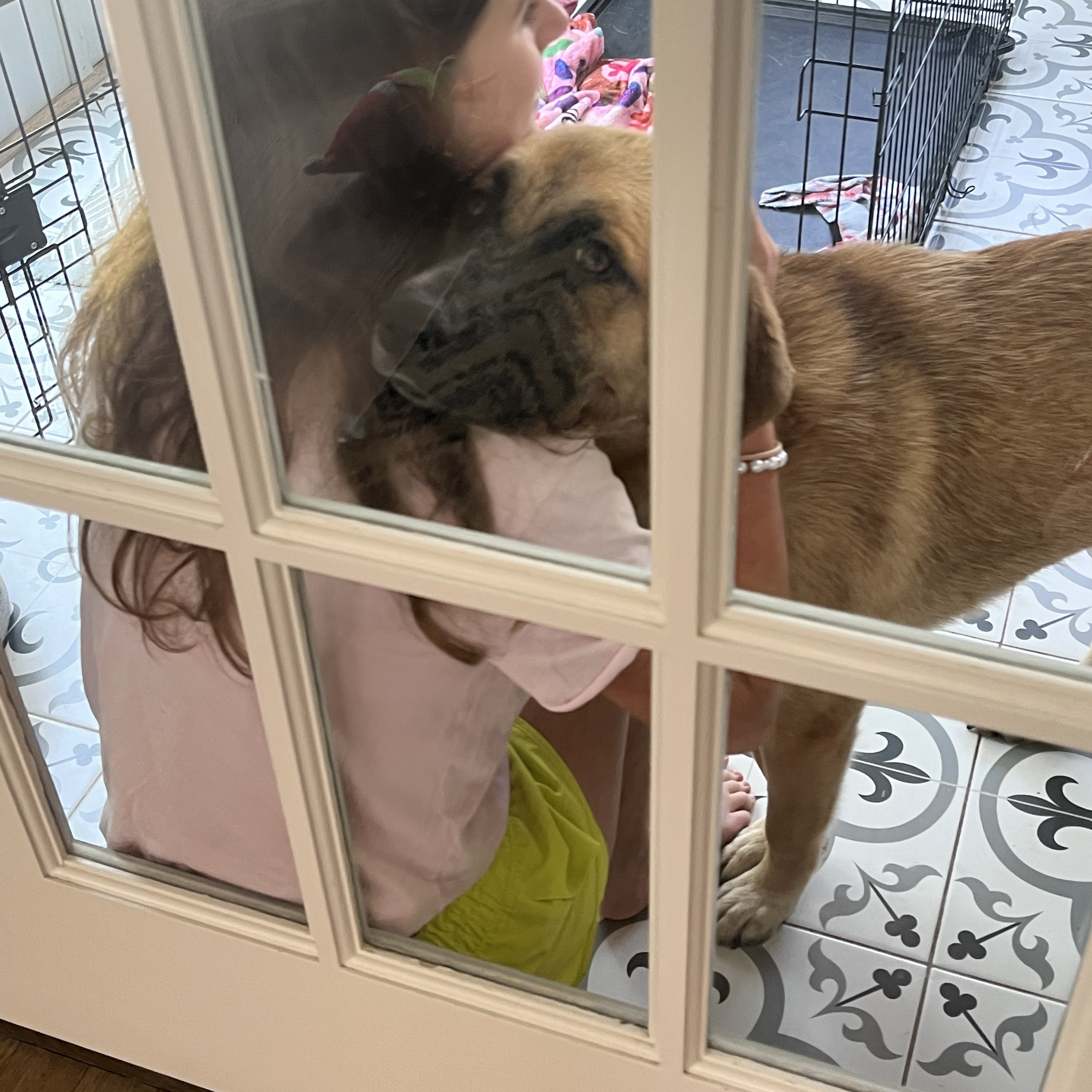 Our Dogs A Second Chance for Ziva