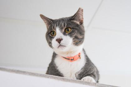 Rocky — thumbnail 2