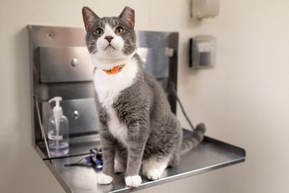 Rocky — thumbnail 3