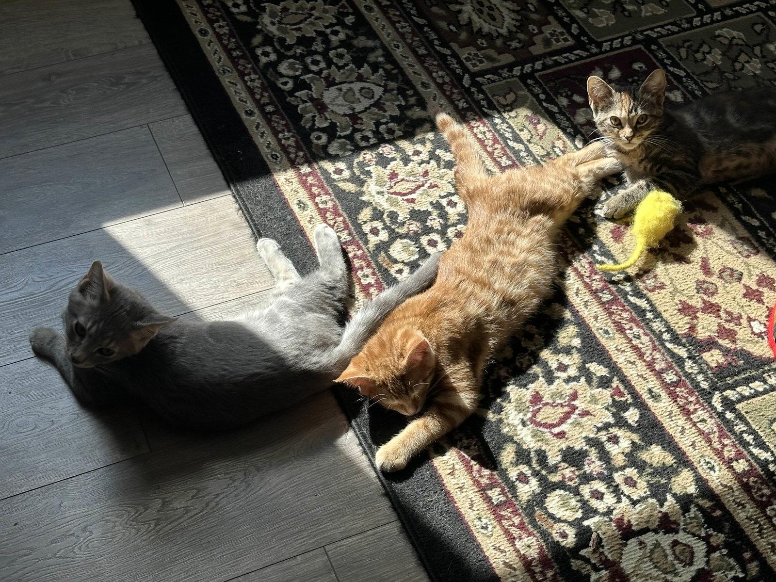 Toast, Adopted, Kitten Female Domestic Short Hair.