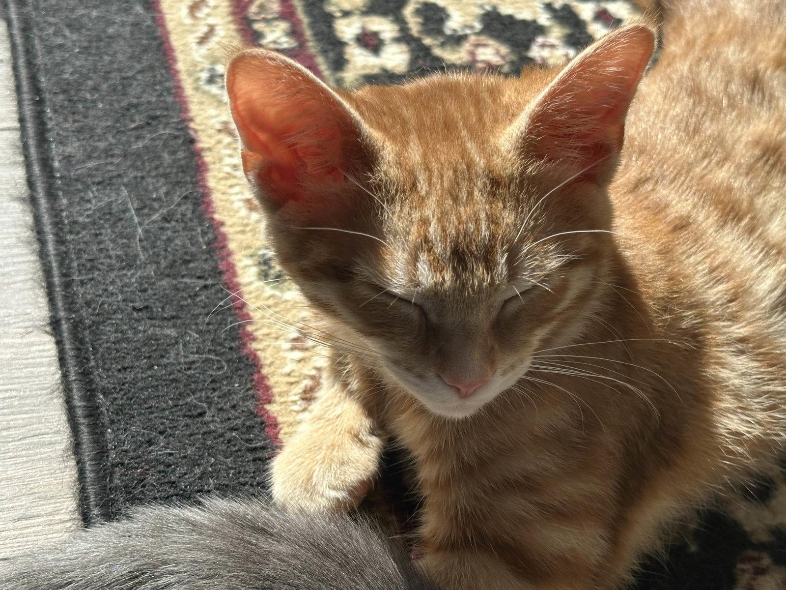 Toast, a Adopted Domestic Short Hair in Cincinnati, OH image 2/3