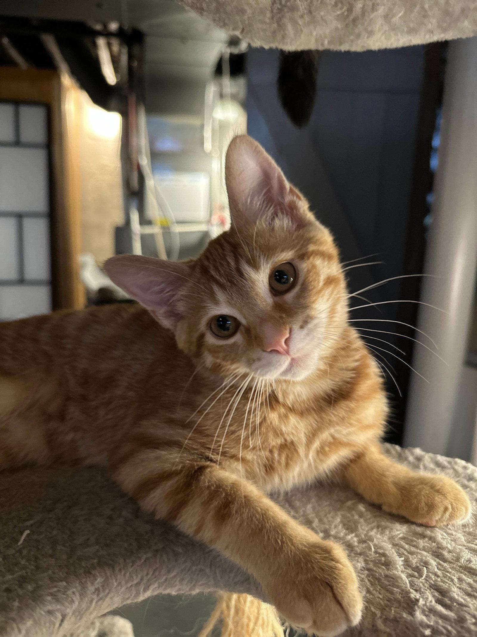 Toast, a Adopted Domestic Short Hair in Cincinnati, OH image 3/3