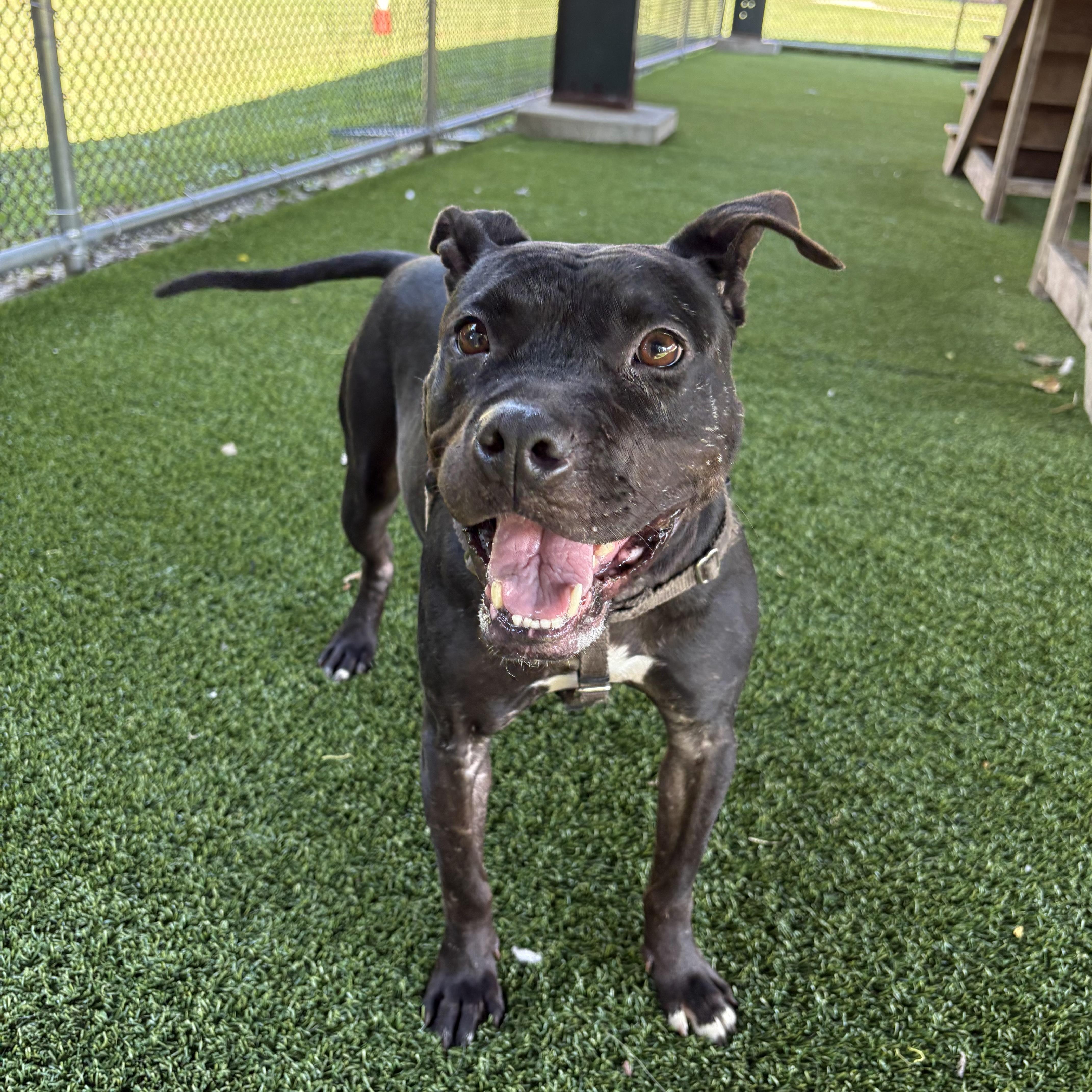 Enlarge Libby, a Adoptable mixed breed in Eatontown, NJ image 4/6