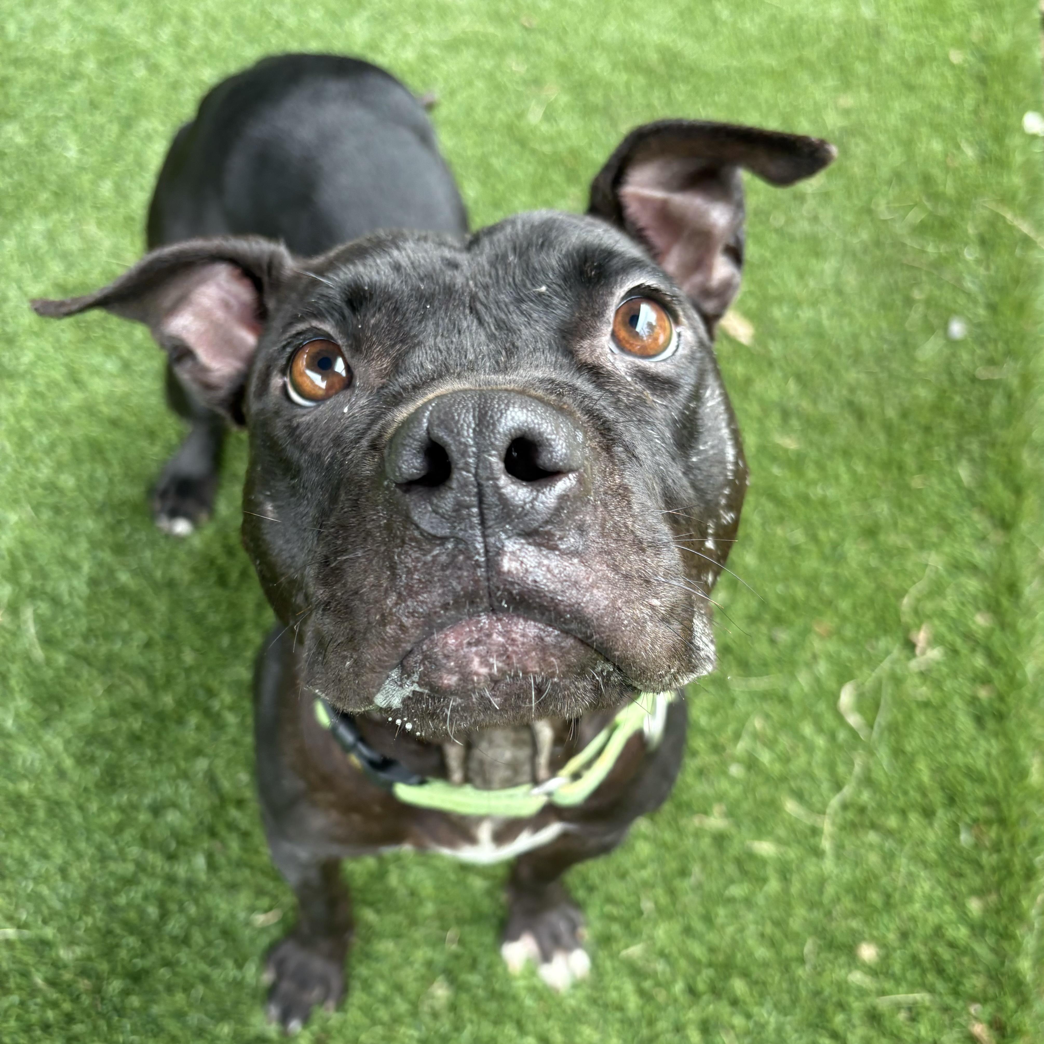 Libby, Adoptable, Adult Female Terrier & Mixed Breed.