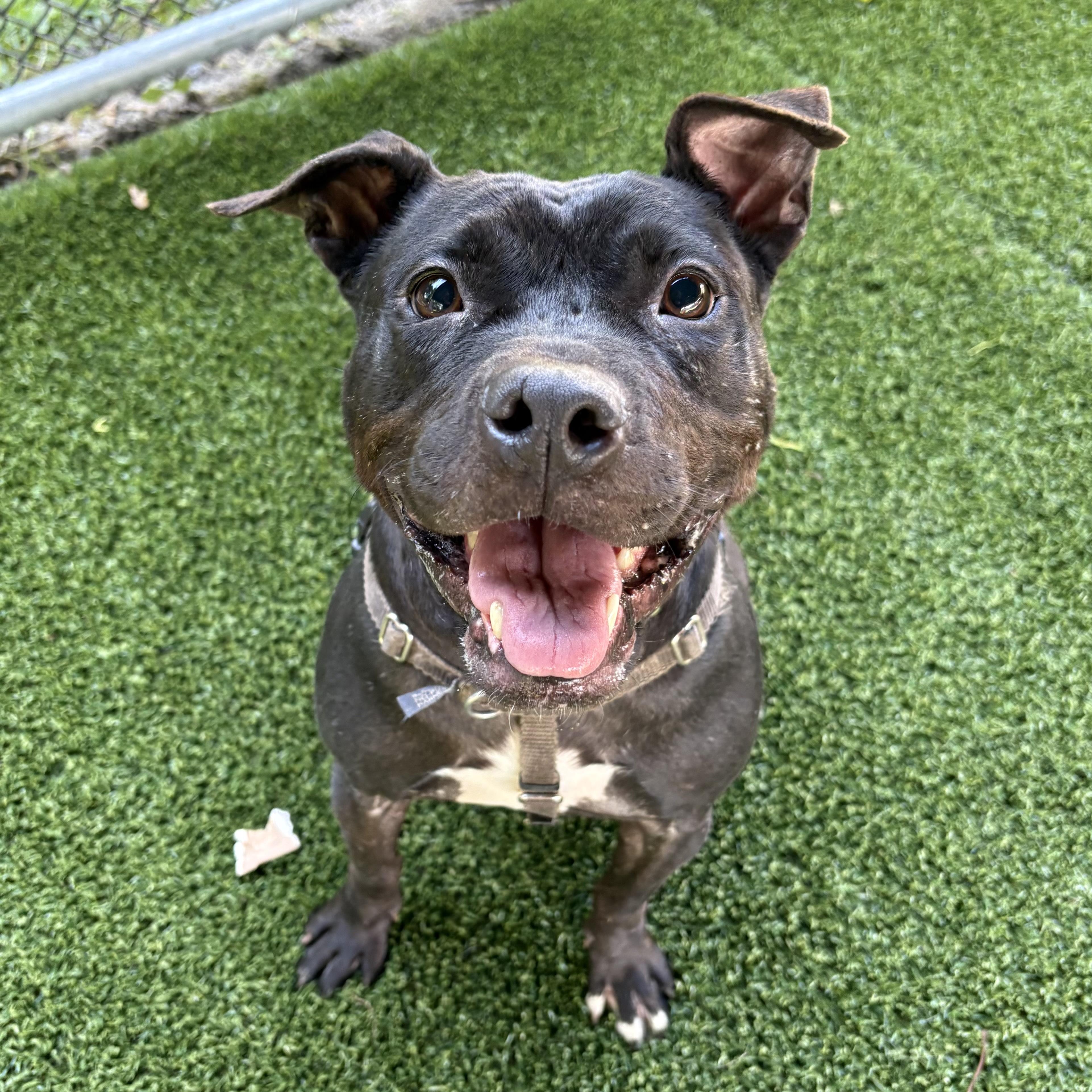 Enlarge Libby, a Adoptable mixed breed in Eatontown, NJ image 6/6