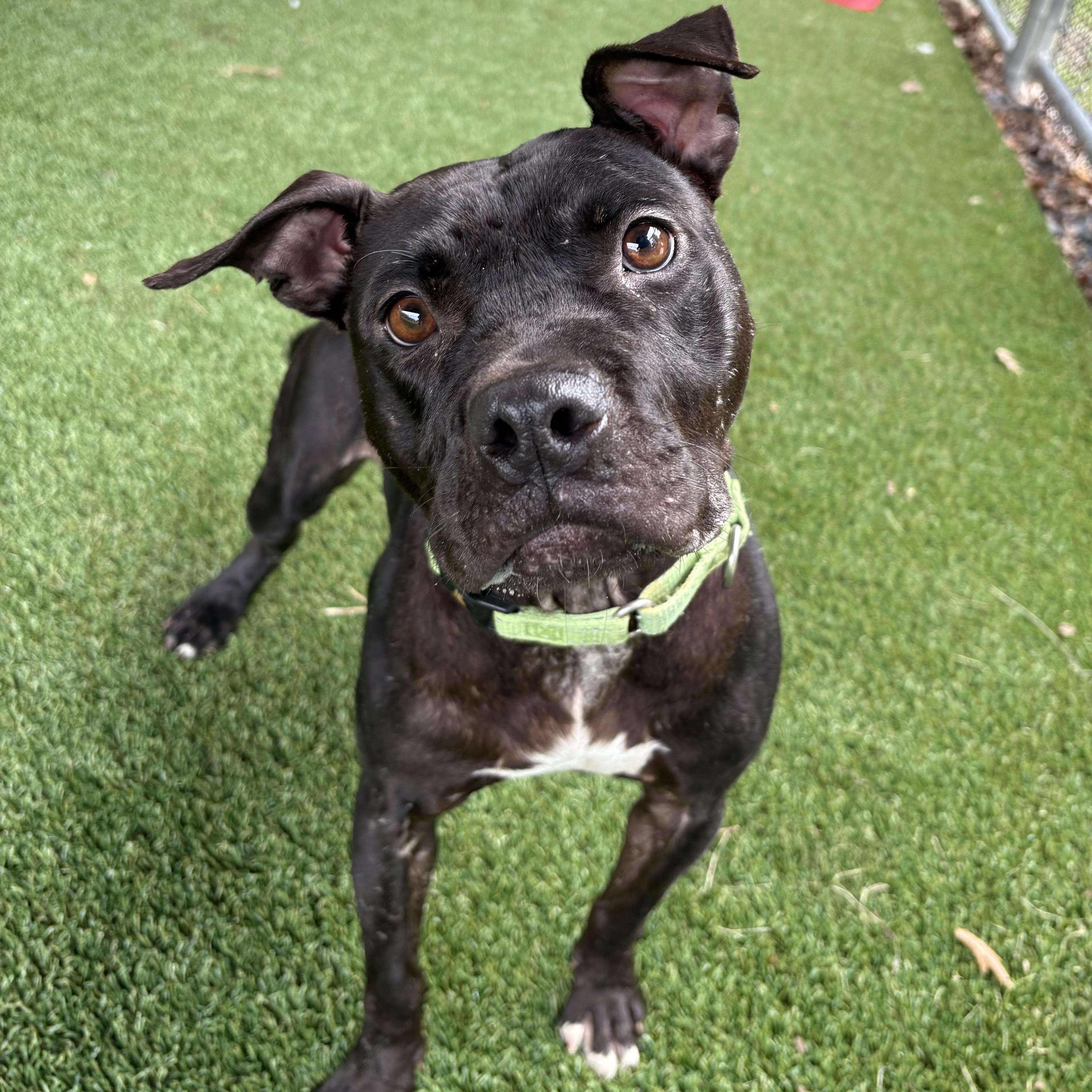 Enlarge Libby, a Adoptable mixed breed in Eatontown, NJ image 3/6