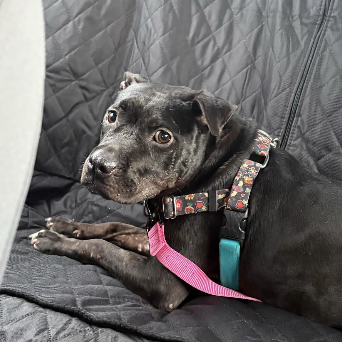 Enlarge Libby, a Adoptable mixed breed in Eatontown, NJ image 5/6