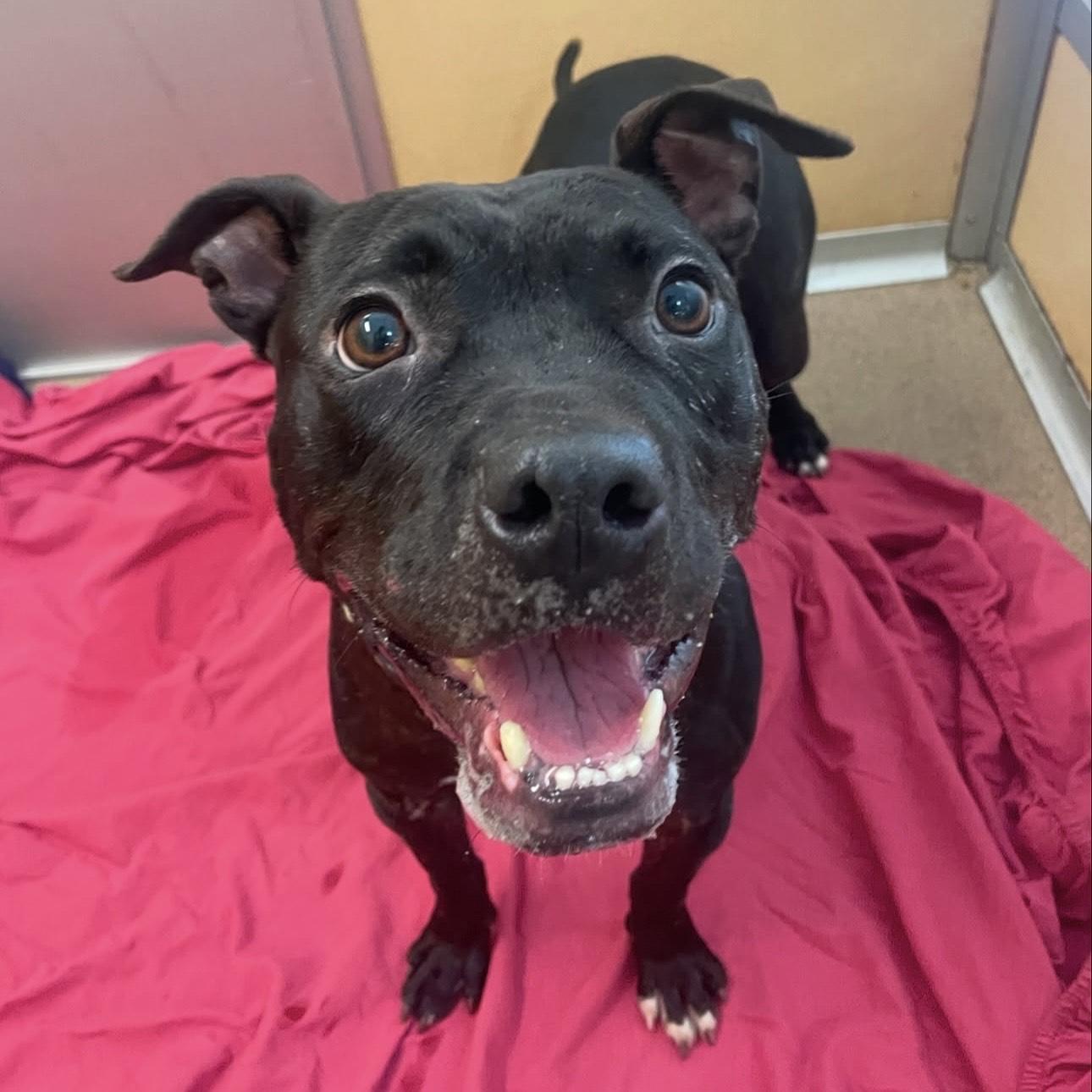 Enlarge Libby, a Adoptable mixed breed in Eatontown, NJ image 1/6