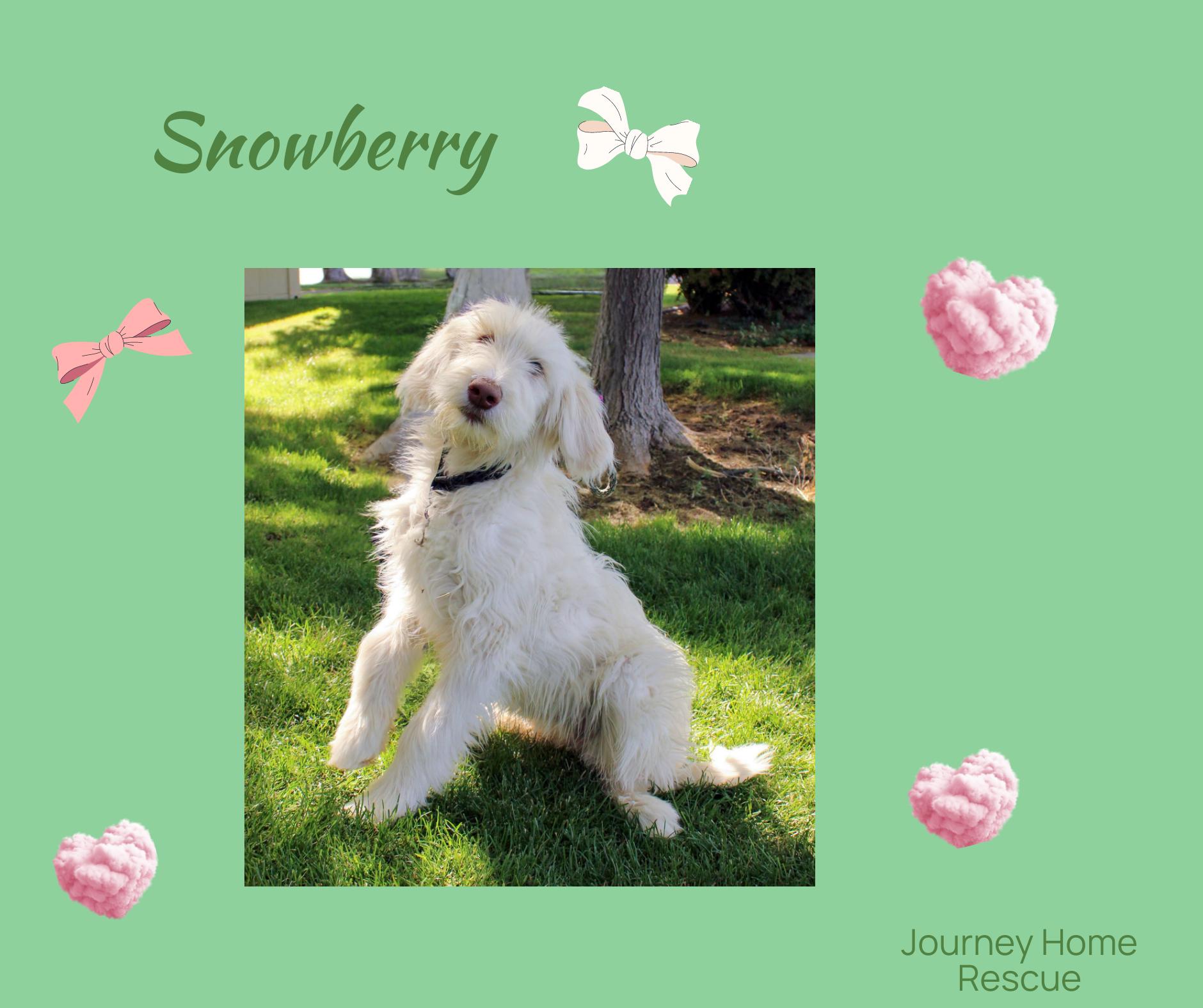 Enlarge Snowberry, a ADOPTABLE Labradoodle in East Wenatchee, WA image 1/1