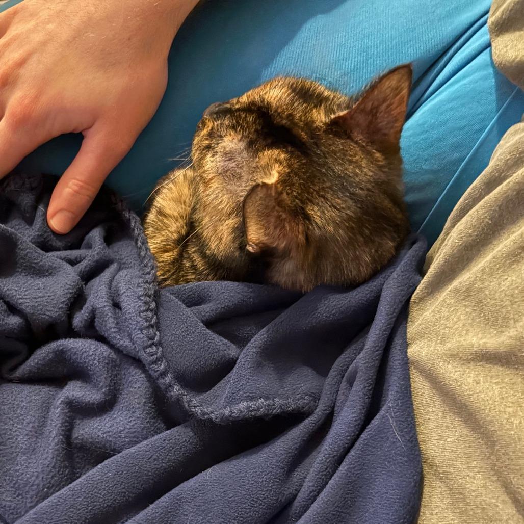 Kendall, Adoptable, Adult Female Domestic Short Hair.