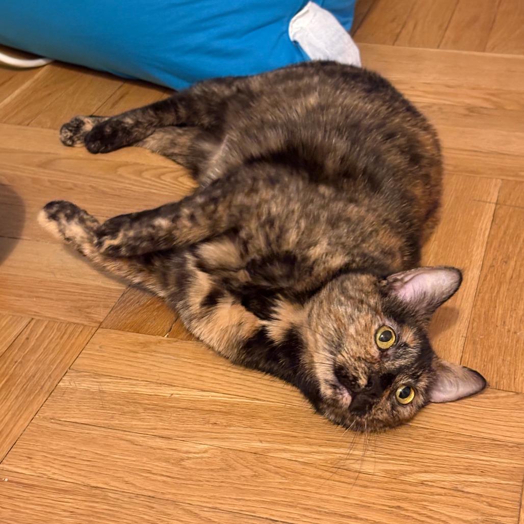 Enlarge Kendall, a Adoptable Domestic Short Hair in New York, NY image 2/5