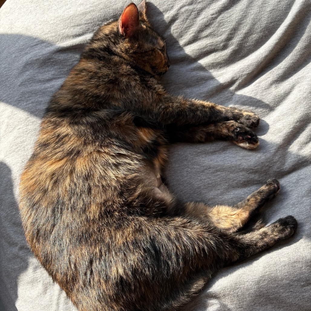 Enlarge Kendall, a Adoptable Domestic Short Hair in New York, NY image 3/5