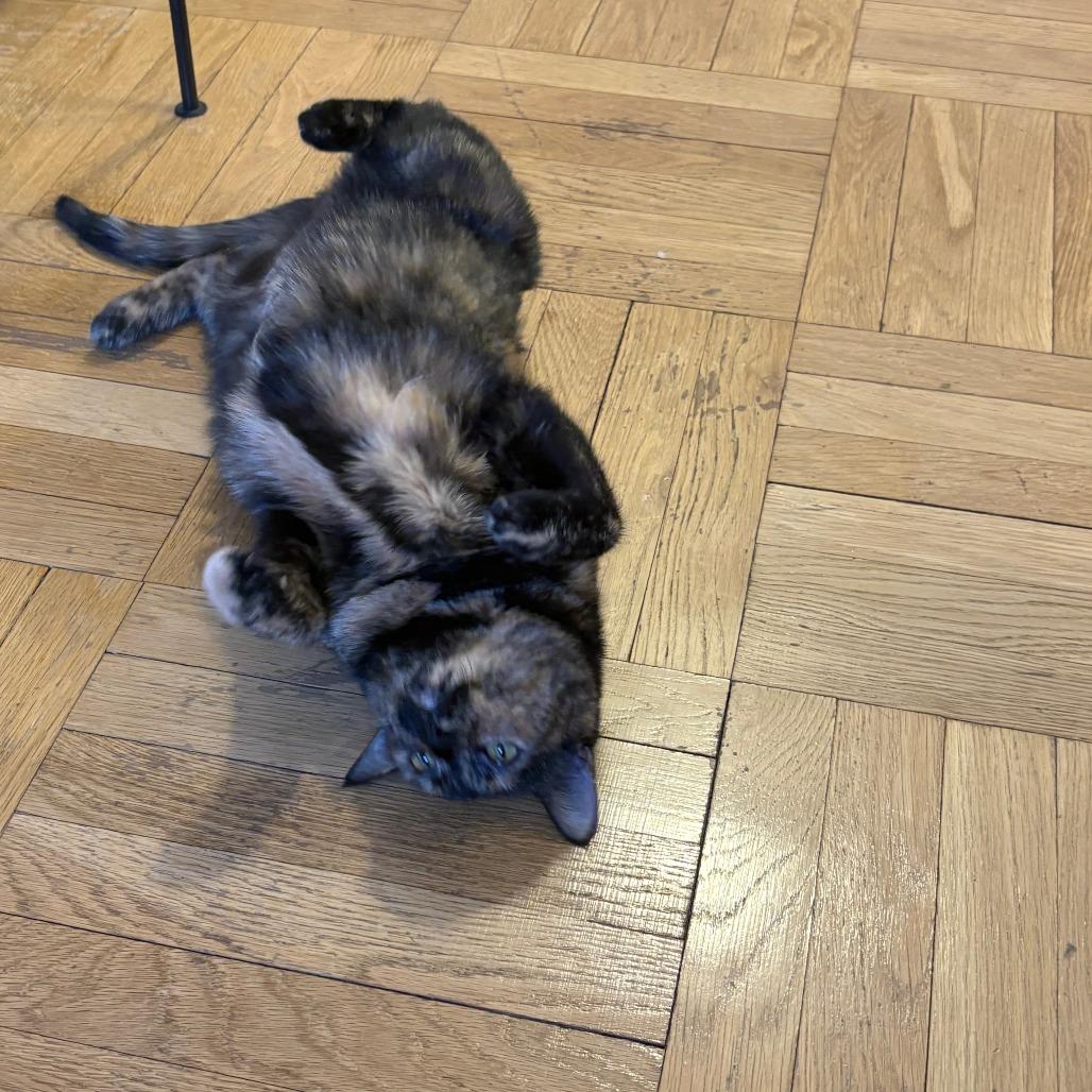 Enlarge Kendall, a Adoptable Domestic Short Hair in New York, NY image 5/5