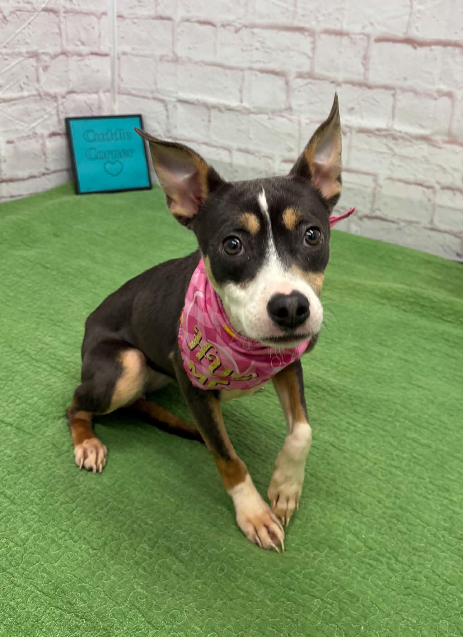 Enlarge Delilah, an adopted mixed breed in Oxford, MI image 4/6